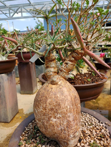 Adenium Somalense sp. Nova Tanzania 7 Seeds