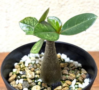 Adenium Somalense Black 7 Seeds