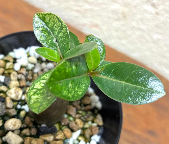 Adenium Somalense Black 7 Seeds