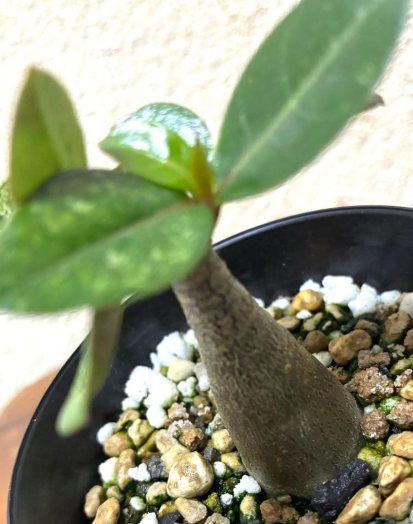 Adenium Somalense Black 7 Seeds