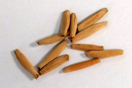 Adenium Somalense Black 7 Seeds
