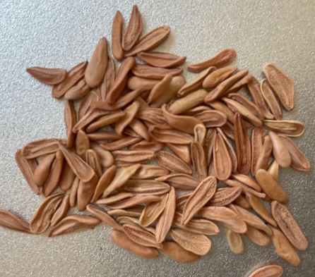 Pachypodium horombense 6 Seeds
