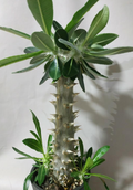 Pachypodium horombense 6 Seeds