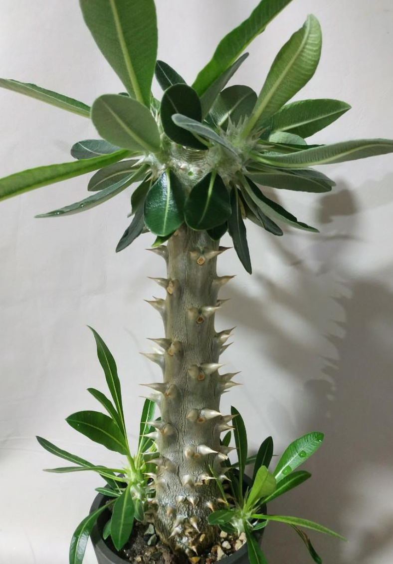 Pachypodium horombense 6 Seeds