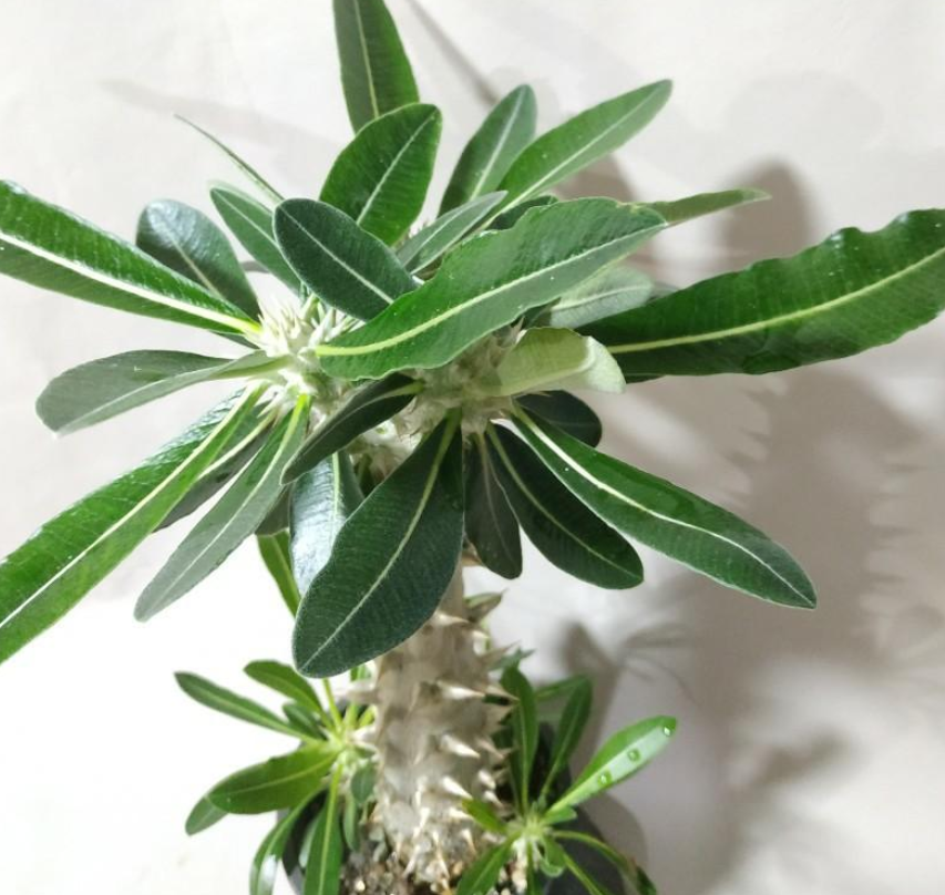Pachypodium horombense 6 Seeds