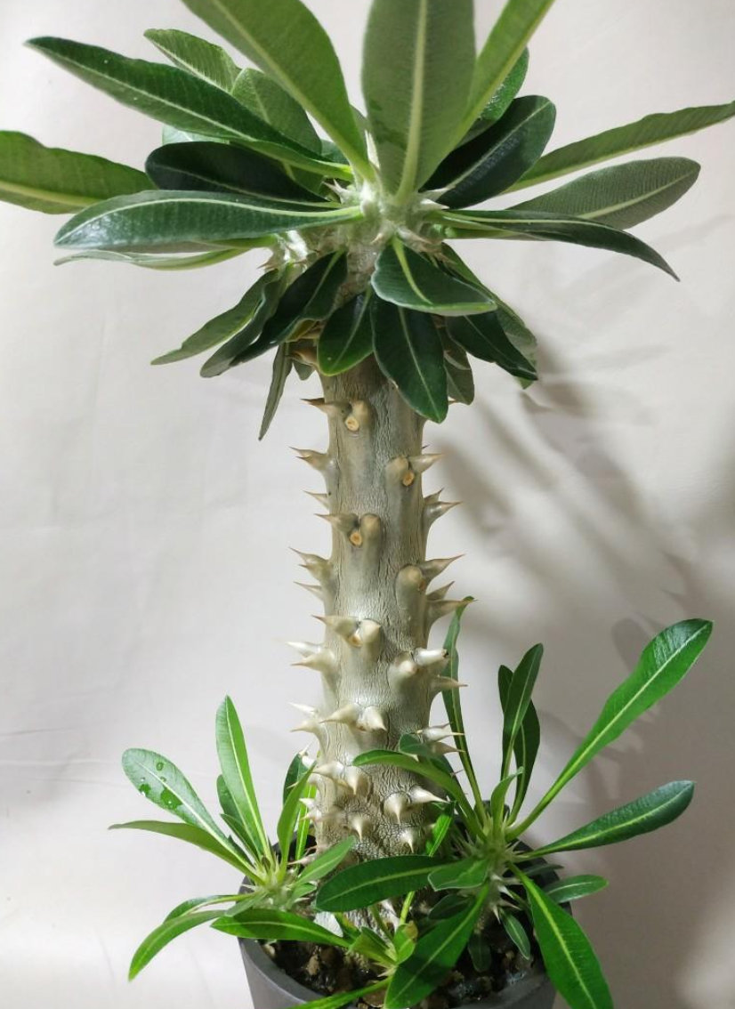 Pachypodium horombense 6 Seeds