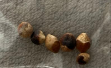 Commiphora sp. Angola 5 Seeds