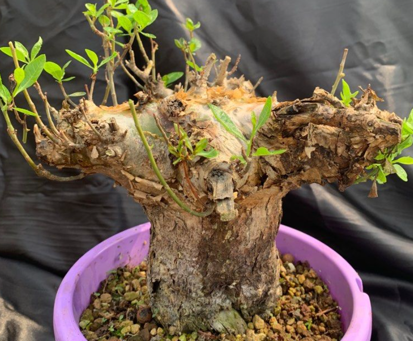 Commiphora sp. Angola 5 Seeds