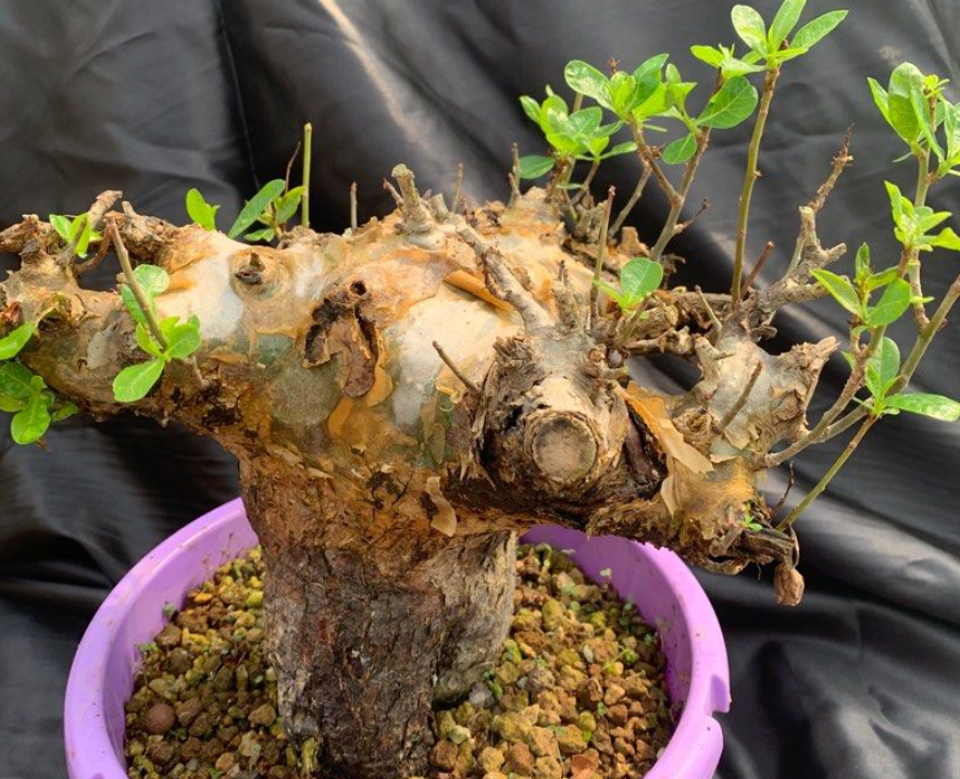 Commiphora sp. Angola 5 Seeds