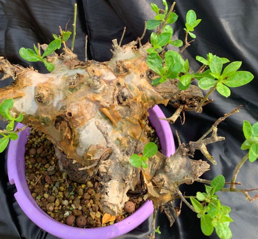 Commiphora sp. Angola 5 Seeds