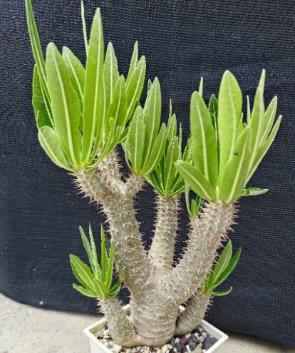 Pachypodium Inopinatum 6 Seeds