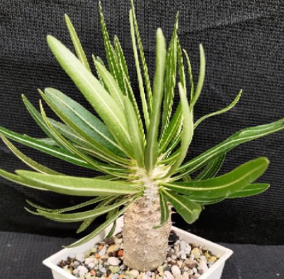 Pachypodium Inopinatum 6 Seeds