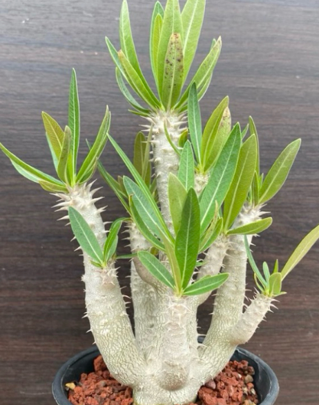 Pachypodium Inopinatum 6 Seeds