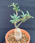 Fockea Edulis 5 Seeds