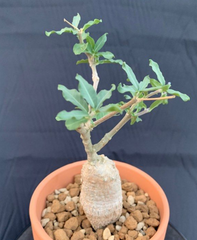 Fockea Edulis 5 Seeds