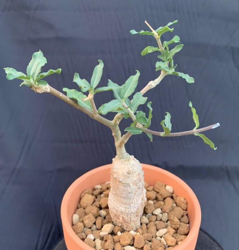 Fockea Edulis 5 Seeds