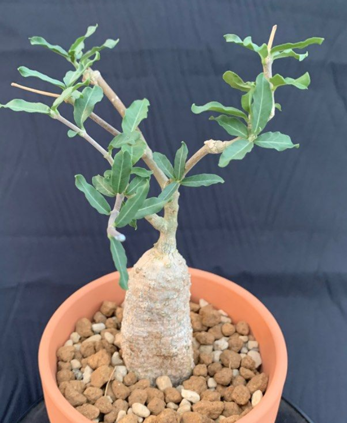 Fockea Edulis 5 Seeds