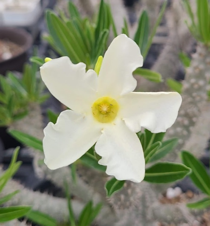 Pachypodium Inopinatum 6 Seeds