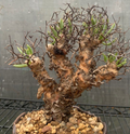 Tylecodon Reticulatus 10 Seeds
