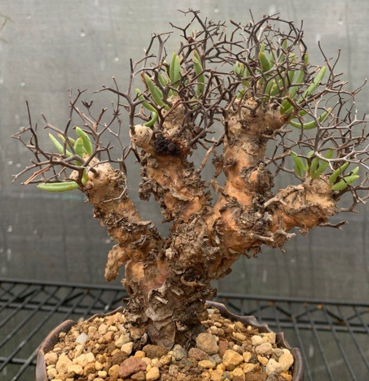 Tylecodon Reticulatus 10 Seeds