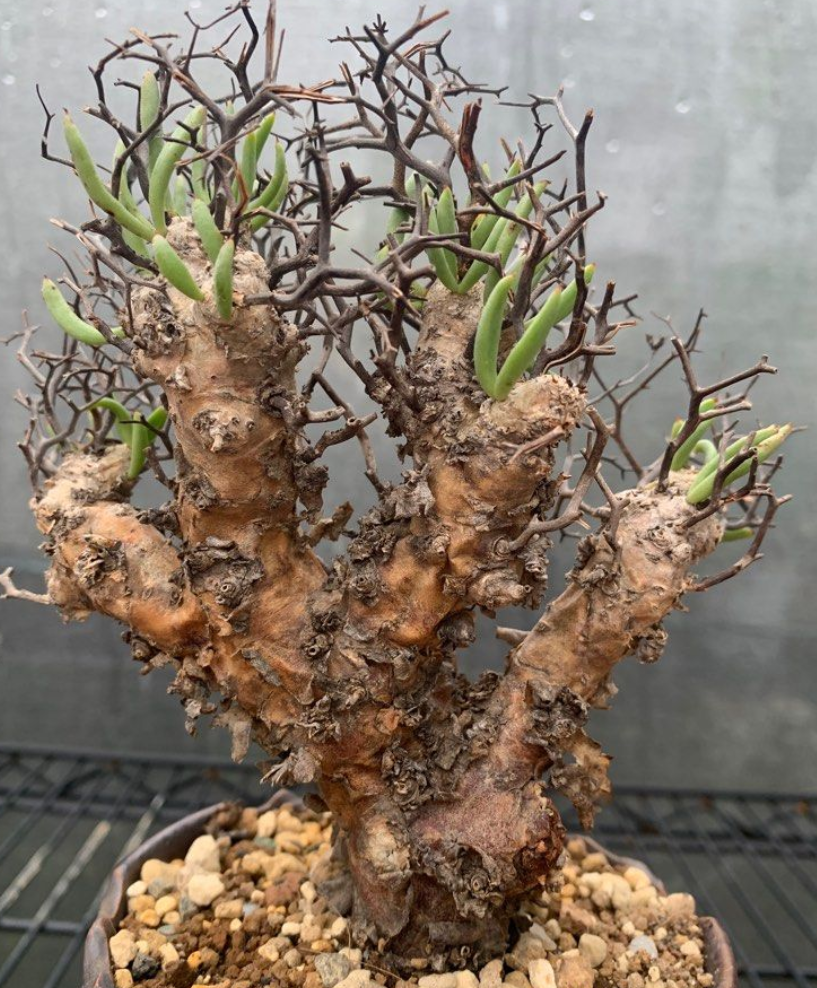 Tylecodon Reticulatus 10 Seeds