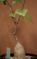 Gerrardanthus macrorrhizus 5 Seeds