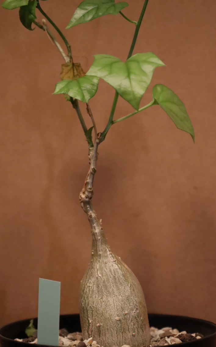 Gerrardanthus macrorrhizus 5 Seeds