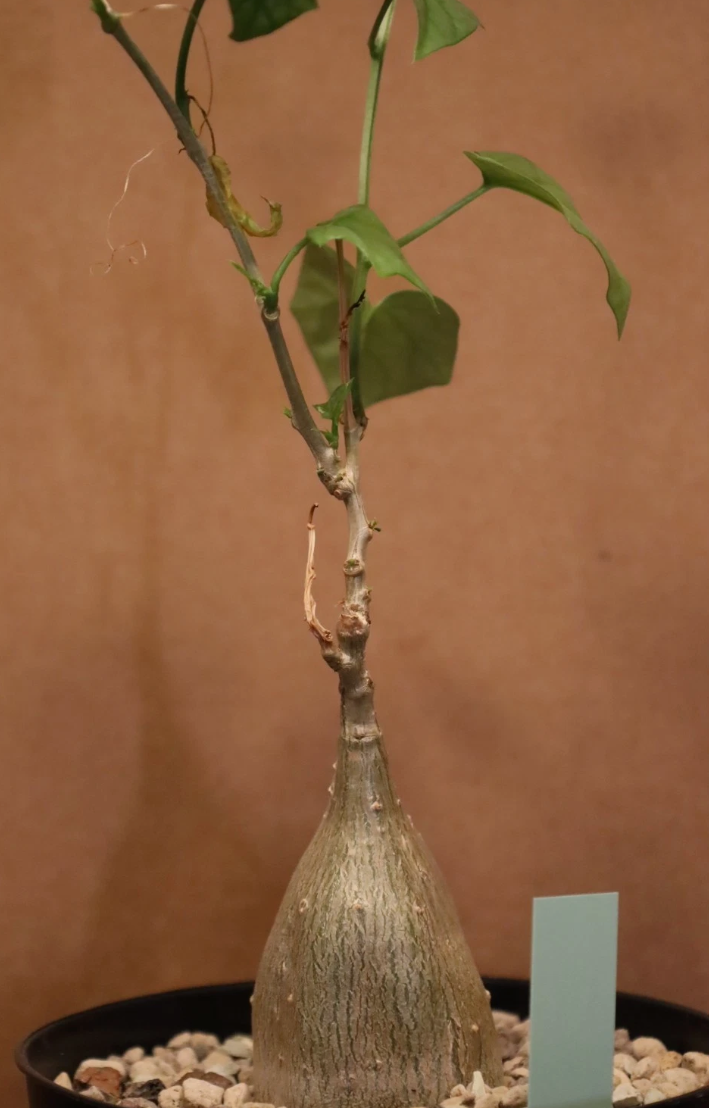 Gerrardanthus macrorrhizus 5 Seeds