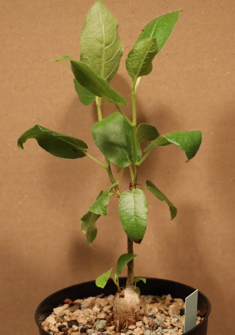 Ficus glumosa 10 Seeds