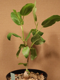Ficus glumosa 10 Seeds