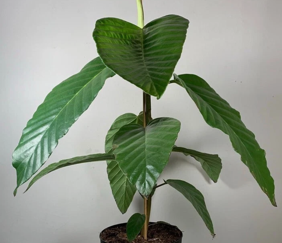 Ficus bussei 10 Seeds