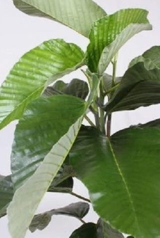 Ficus bussei 10 Seeds