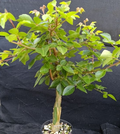 Commiphora leptophloeos 5 Seeds