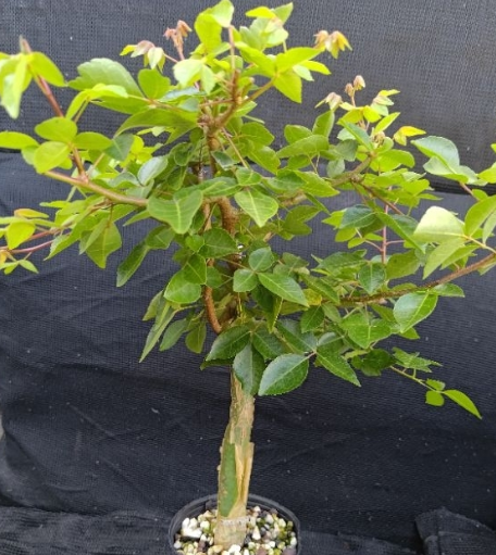 Commiphora leptophloeos 5 Seeds