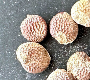 Adenia epigea 5 Seeds