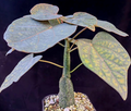 Adenia epigea 5 Seeds