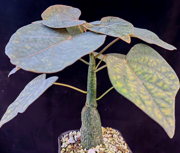 Adenia epigea 5 Seeds