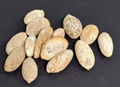 Pyrenacantha malvifolia 4 Seeds