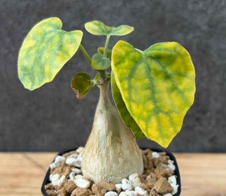 Pyrenacantha malvifolia 4 Seeds