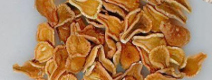Matelea cyclophylla 5 Seeds