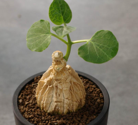 Matelea cyclophylla 5 Seeds
