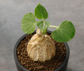 Matelea cyclophylla 5 Seeds