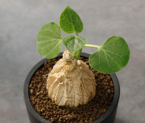 Matelea cyclophylla 5 Seeds