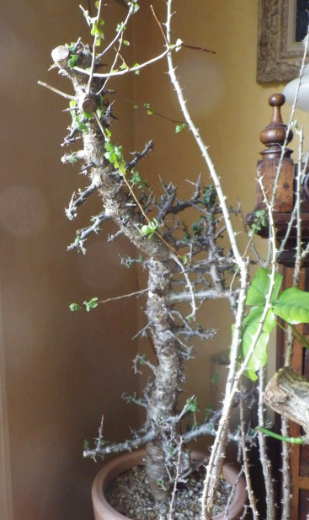 Commiphora incisa 5 Seeds