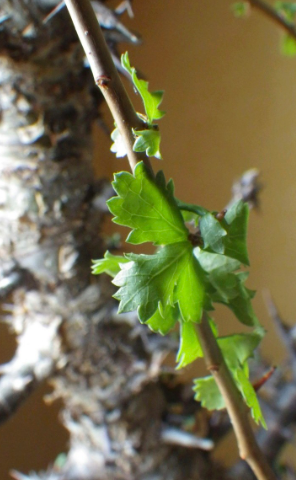 Commiphora incisa 5 Seeds