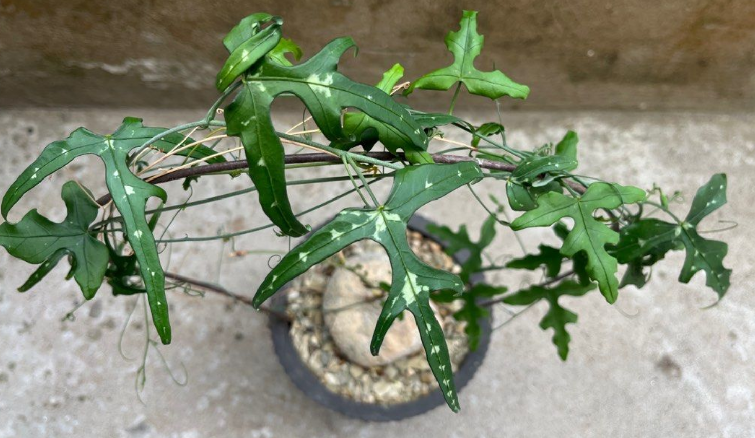 Adenia kirkii 5 Seeds