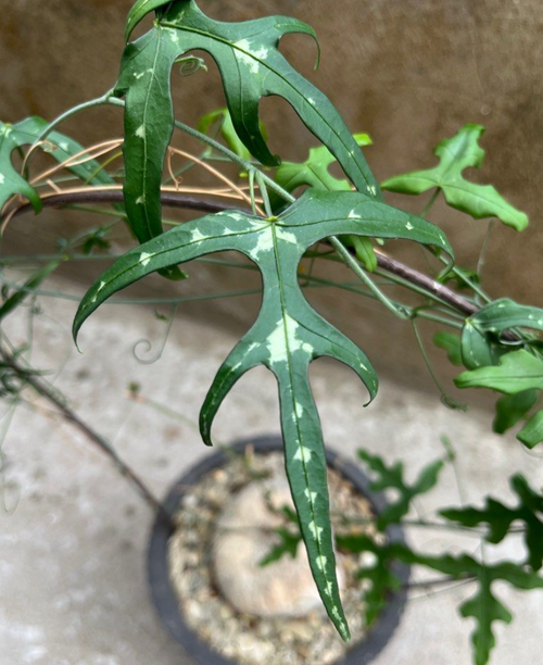 Adenia kirkii 5 Seeds