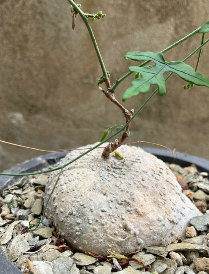 Adenia kirkii 5 Seeds