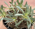 Othonna retrorsa 7 Seeds