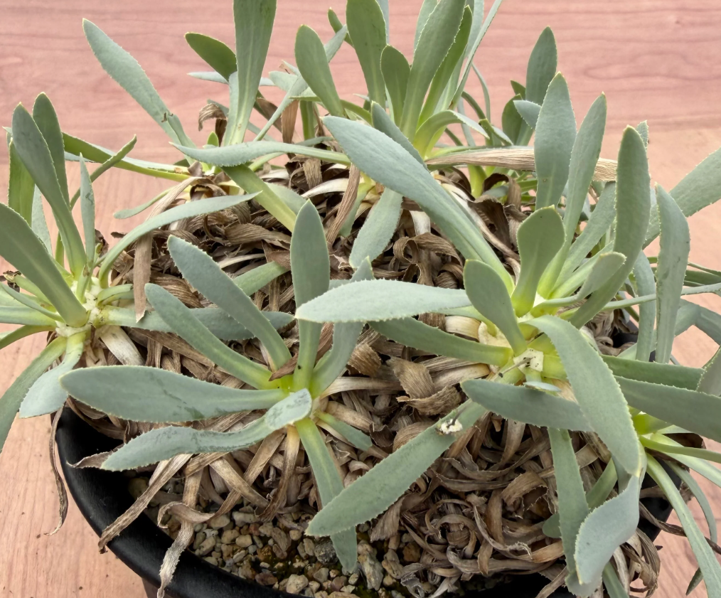 Othonna retrorsa 7 Seeds
